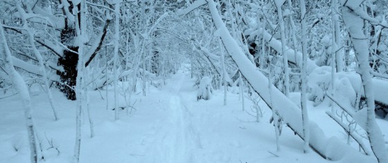 Blue atmosphere at the Rachel Carson Wildlife Refuge as darkness fell