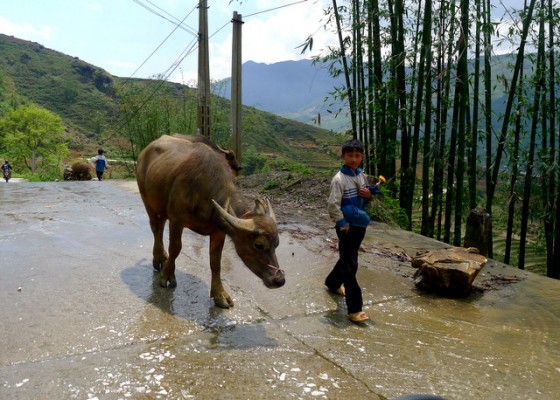 Sidewalk for animals: water buffalo