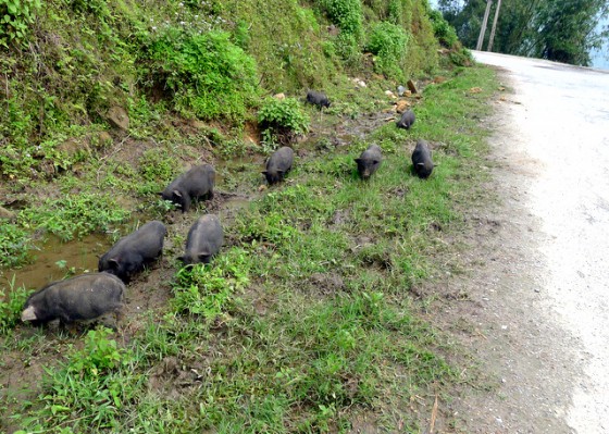 Vietnamese pot-bellied pigs roaming and rooting in the road