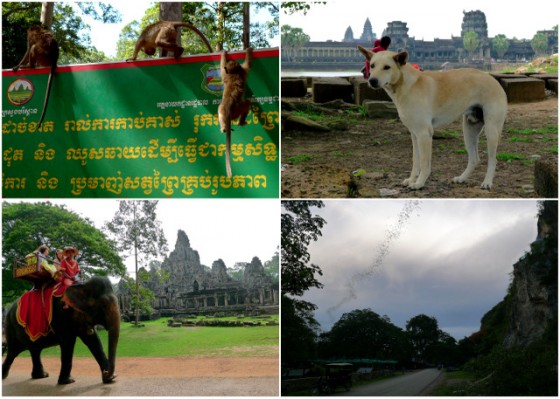Monkeying around at Siem Reap ~ Dog days in front of Angkor Wat ~ Elephants at Angkor Thom ~ Ribbon of bats on their daily migration at sunset