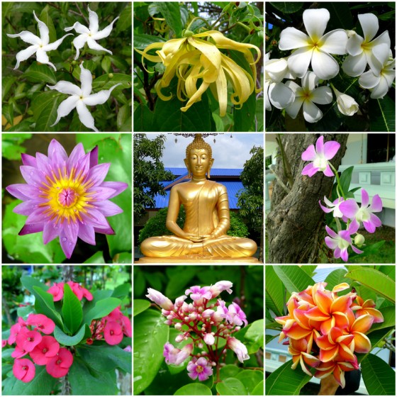 Blooms around the Buddha at the meditation retreat