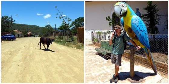 The quiet streets of Samaipata: wandering cows, unpaved roads and the parrot phone booths