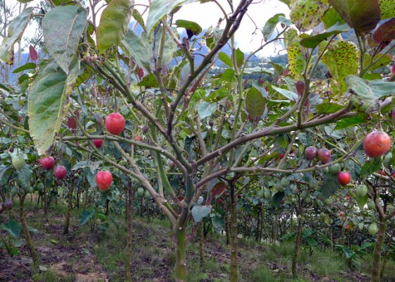 Tomate de árbol, a tart and tasty fruit served frequently in Ecuador