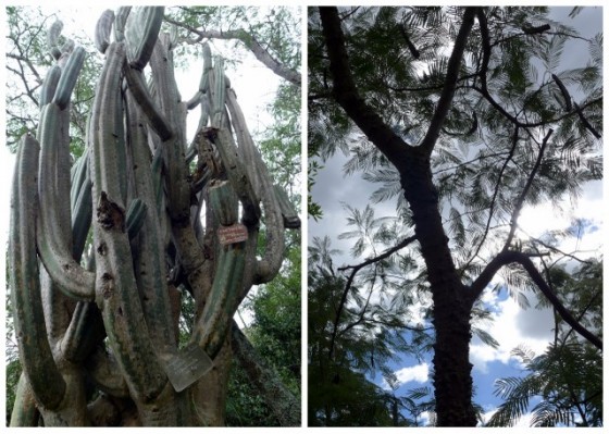 The San Pedro cactus and the sacred Huilco tree: providing locals and visitors with hallucinations for ages