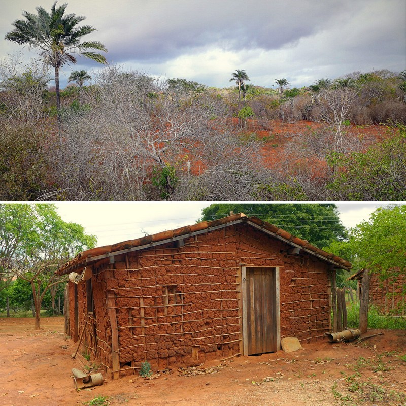 The unforgiving sertão scrubland offers little but hardship to local residents ~ Rustic pau-a-pique (stick and adobe) homes can still be seen in the harsh sertão landscape