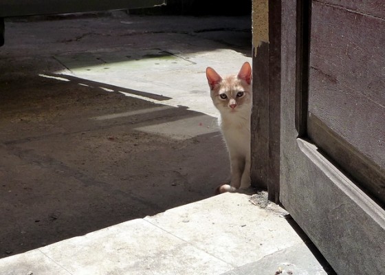 Celestina’s security detail: keeping watch by the kitchen door