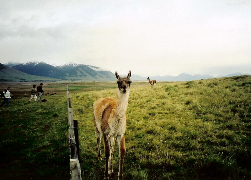 Patagonian local