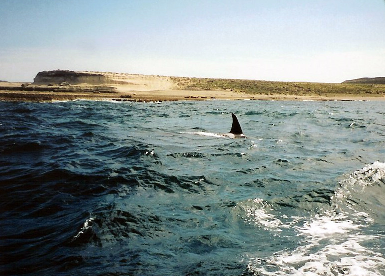 Orca fin, Península Valdés, Argentina