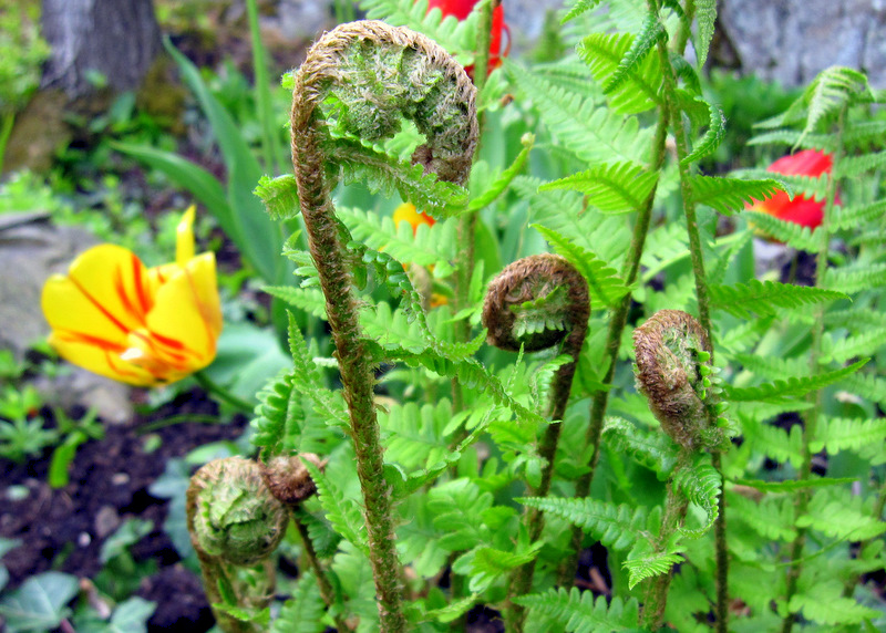 Ostrich fern / Matteuccia struthiopteris (with edible sprouts known as
