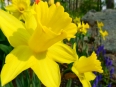 Daffodil / Narcissus