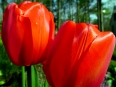 Tulip / Tulipa