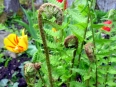 Ostrich fern / Matteuccia struthiopteris (with edible sprouts known as