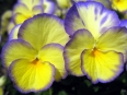 Pansy / Viola tricolor