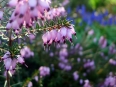 Common heather / Calluna vulgaris