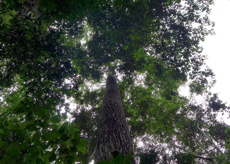 The towering castanha-do-pará (Brazil nut) tree provides locals with nourishment and marketable goods.