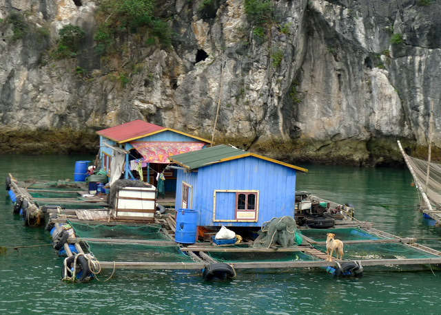 Fishing farmhouses, Lan Ha Bay.  I feel sorry for the dog!