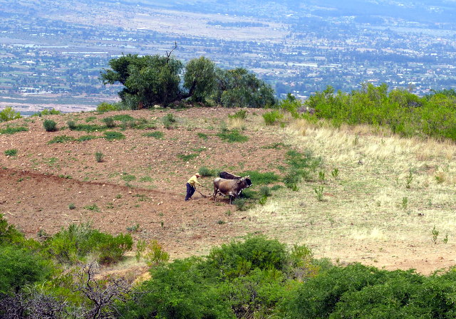 A farmer tending his field with oxen and a wooden plow, technology dating to the colonial period