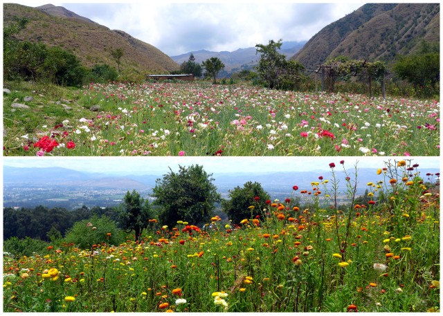 Flower farms along the rising path