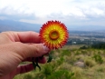 Stopping for a rest above the Cochabamba Valley, there wasn\'t much sunshine today but the flower from fields made up for it