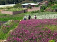 Farmers harvesting flowers for the regional market in Quillacollo