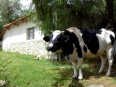 Friendly cow at the Simón Patiño Foundation\'s organic dairy farm, a model in sustainable farming