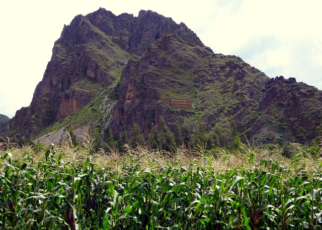 Corn (choclo here in Peru) growing as always in the Sacred Valley beneath the cliffside barracks at Ollantaytambo