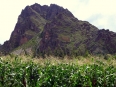 Corn (choclo here in Peru) growing as always in the Sacred Valley beneath the cliffside barracks at Ollantaytambo