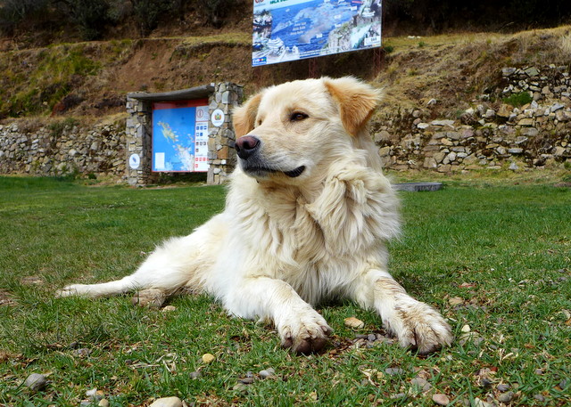 Canine Islander: this beautiful dog seemed perfectly at ease living the good life on Island of the Sun