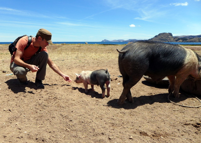 Peter feeding a piglet on the shores of Lake Titicaca.  Crazy for cacahuetes, this little one LOVED peanuts!
