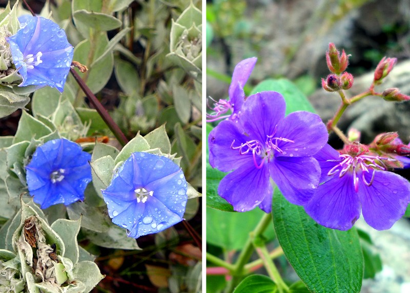 Despite the dark and rainy day, many splendid blooms were spotted along the trail. Here are some blue-hued beauties.