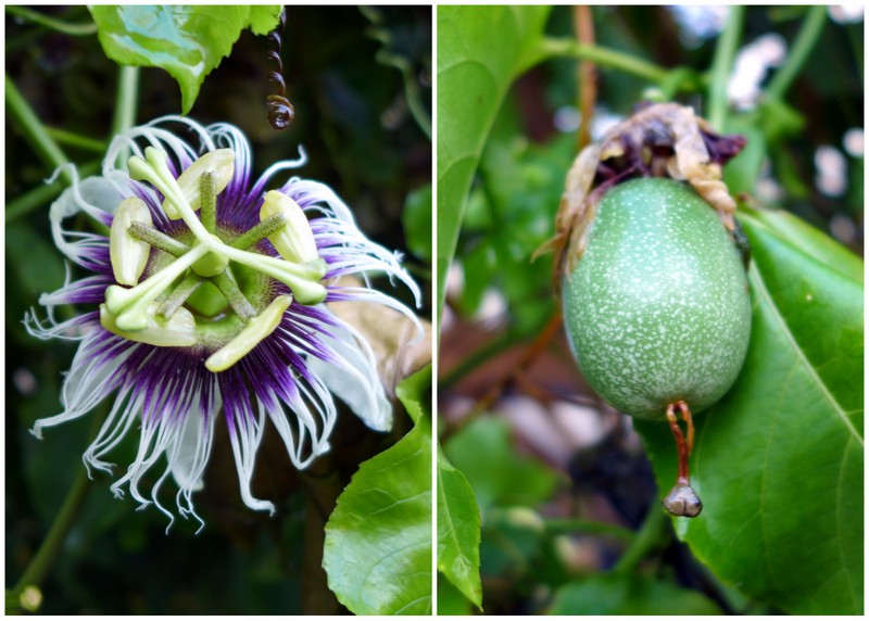 Maracujá (passion fruit) blossom and ripening fruit... this is my all-time favorite flavor found throughout Brazil