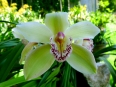 A bloom in the orchid garden