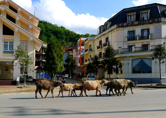 Sapa is a busy tourist hub but still quiet enough for water buffalo to stroll through town