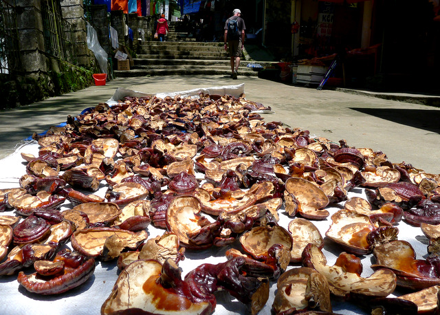 Drying mushrooms in Sapa, Vietnam.  These are used in medicinal rice wine infusions