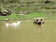 Water buffalo in the rice paddies, perfect spot for a hot and sunny day