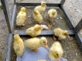 Baby ducklings in one of the villages, oh so cute and cuddly.