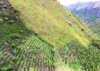 Vertical coffee farms on the walk through Tierradentro country