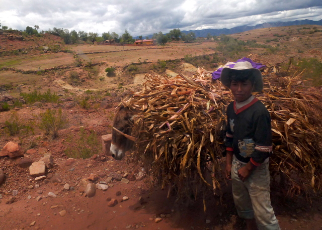 Local farmer boy with his donkey and dried cornstalks (for livestock fodder) along a road near Toro Toro town