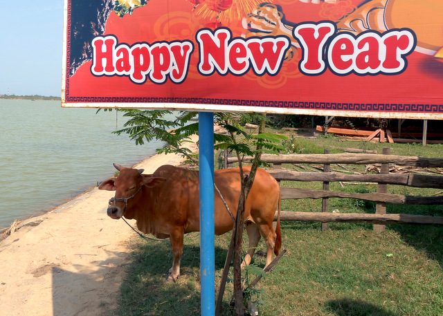 Cow seeking some shade behind a Lunar New Year billboard outside of Hoi An